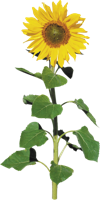 flowers & Sunflower free transparent png image.