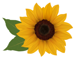 flowers & sunflower free transparent png image.