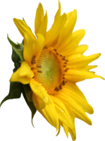 flowers & Sunflower free transparent png image.