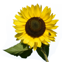 flowers & sunflower free transparent png image.