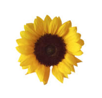 flowers & sunflower free transparent png image.