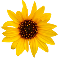 flowers & Sunflower free transparent png image.