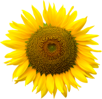 flowers & Sunflower free transparent png image.