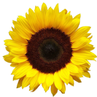 flowers & Sunflower free transparent png image.