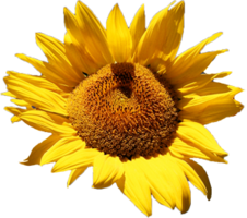 flowers & sunflower free transparent png image.