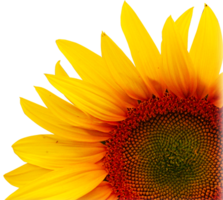 flowers & Sunflower free transparent png image.