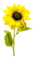 flowers & Sunflower free transparent png image.