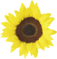 flowers & Sunflower free transparent png image.