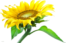 flowers & Sunflower free transparent png image.