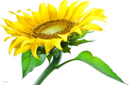 flowers & sunflower free transparent png image.