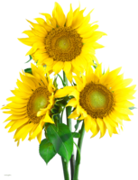 flowers & sunflower free transparent png image.