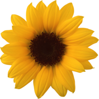 flowers & sunflower free transparent png image.