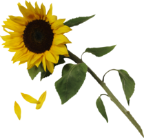 flowers & Sunflower free transparent png image.