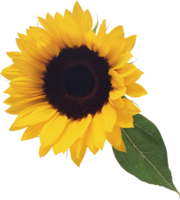 flowers & sunflower free transparent png image.