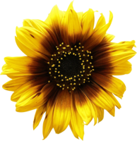 flowers & Sunflower free transparent png image.