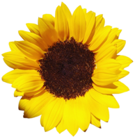 flowers & sunflower free transparent png image.