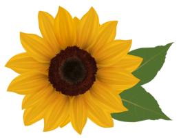 flowers & Sunflower free transparent png image.