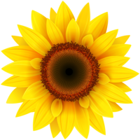 flowers & Sunflower free transparent png image.