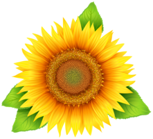 flowers & Sunflower free transparent png image.