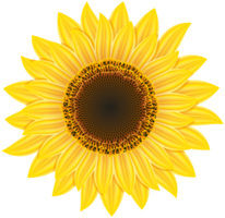 flowers & Sunflower free transparent png image.