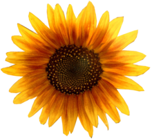 flowers & Sunflower free transparent png image.