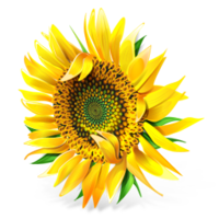 flowers & sunflower free transparent png image.