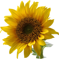 flowers & Sunflower free transparent png image.