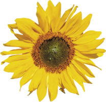 flowers & Sunflower free transparent png image.