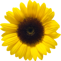 flowers & sunflower free transparent png image.