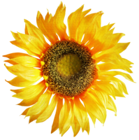 flowers & Sunflower free transparent png image.