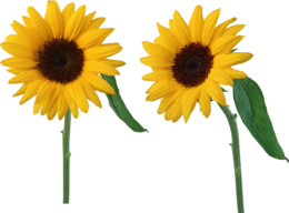 flowers & Sunflower free transparent png image.