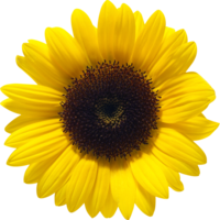 flowers & sunflower free transparent png image.