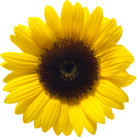 flowers & Sunflower free transparent png image.