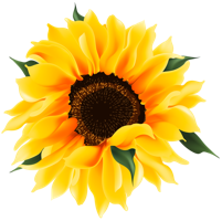 flowers & Sunflower free transparent png image.