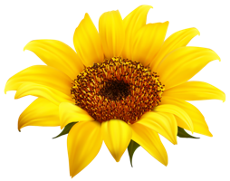 flowers & Sunflower free transparent png image.