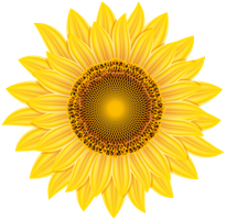 flowers & sunflower free transparent png image.