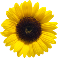 flowers & Sunflower free transparent png image.