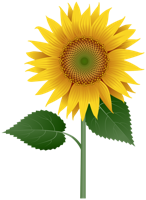 flowers & Sunflower free transparent png image.