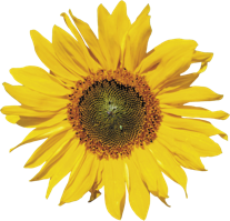 flowers & sunflower free transparent png image.