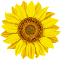 flowers & sunflower free transparent png image.