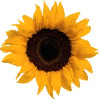 flowers & Sunflower free transparent png image.