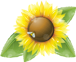 flowers & sunflower free transparent png image.