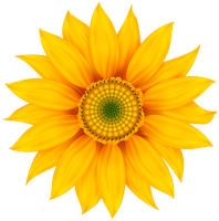 flowers & Sunflower free transparent png image.