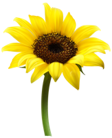flowers & Sunflower free transparent png image.