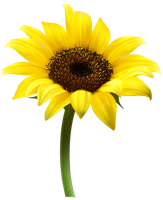 flowers & sunflower free transparent png image.