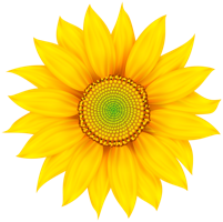 flowers & Sunflower free transparent png image.