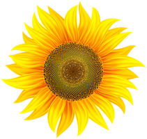 flowers & sunflower free transparent png image.