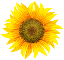 flowers & Sunflower free transparent png image.