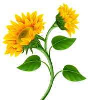 flowers & sunflower free transparent png image.