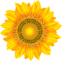 flowers & sunflower free transparent png image.